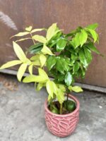 Zdjęcie rośliny Castano magnifico variegata, ujęcie 2