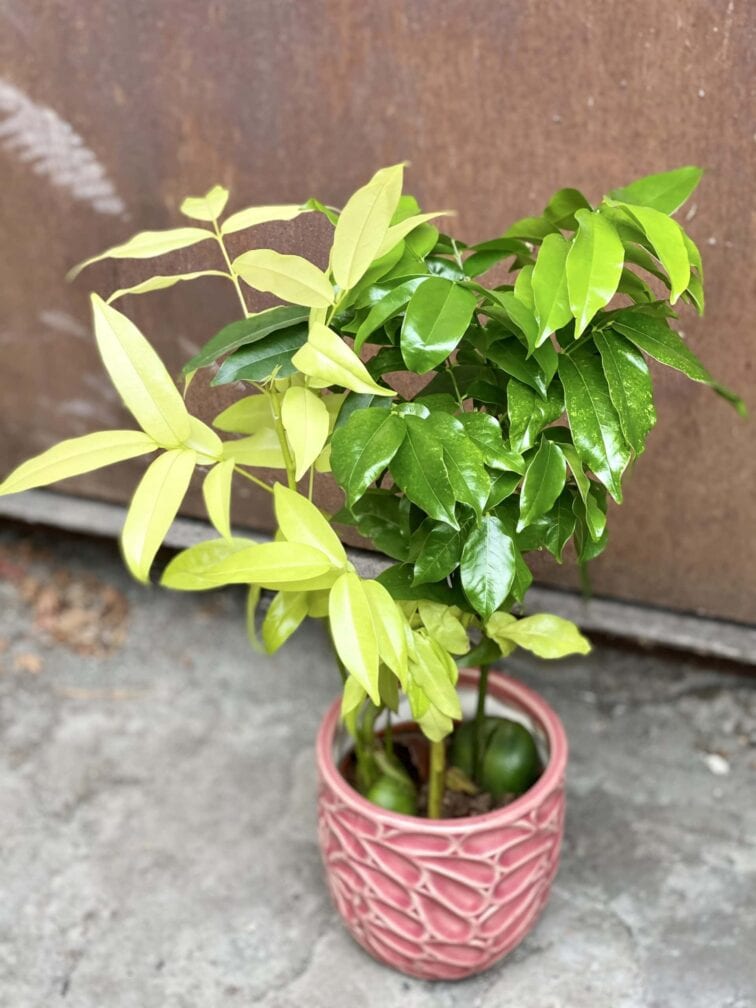 Zdjęcie rośliny Castano magnifico variegata, ujęcie 2