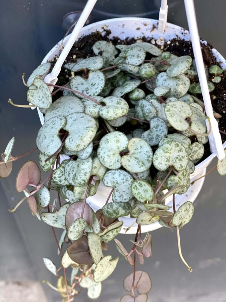 Zdjęcie rośliny Ceropegia woodi, ujęcie 3