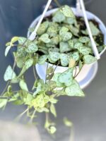 Zdjęcie rośliny Ceropegia woodii Durban, ujęcie 1