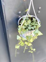 Zdjęcie rośliny Ceropegia woodii Durban, ujęcie 2