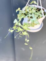 Zdjęcie rośliny Ceropegia woodii Durban, ujęcie 3