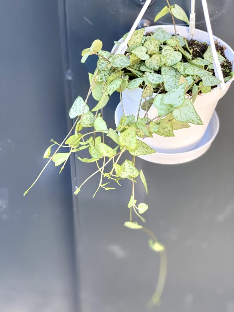 Zdjęcie rośliny Ceropegia woodii Durban, ujęcie 3