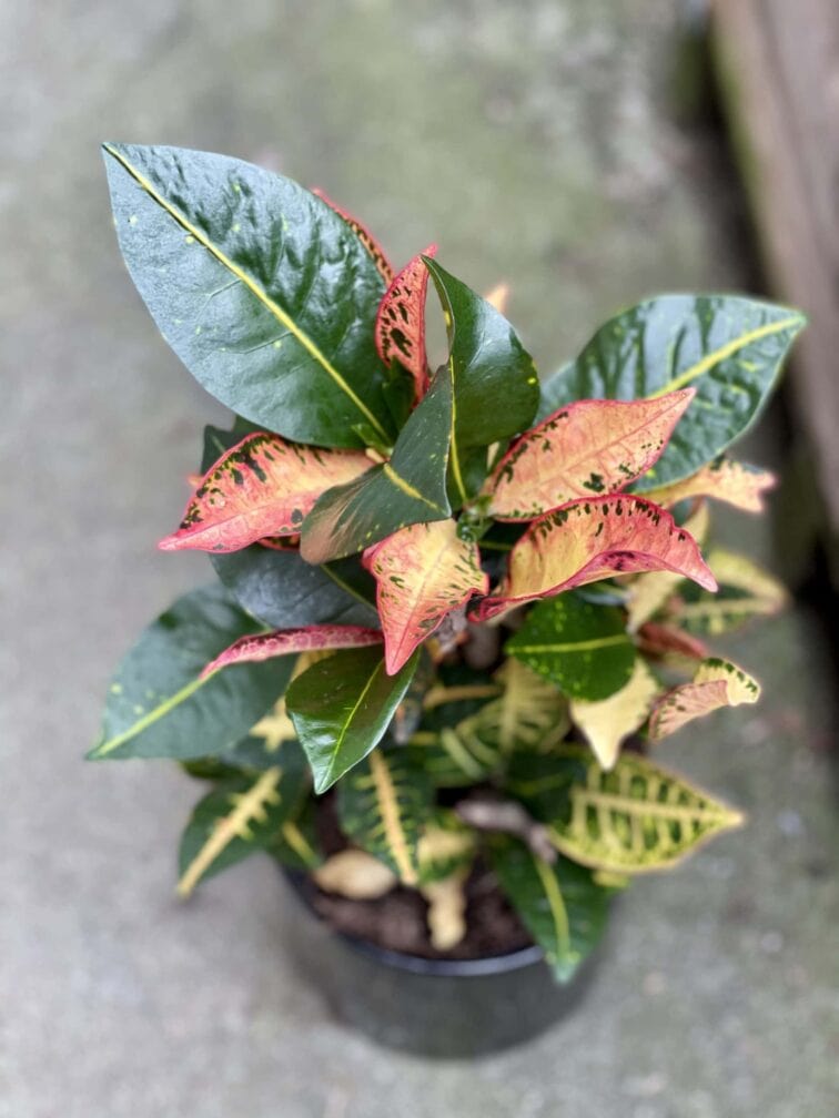 Zdjęcie rośliny Codiaeum variegatum "Petra", ujęcie 1