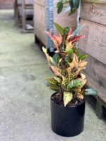 Zdjęcie rośliny Codiaeum variegatum "Petra", ujęcie 2