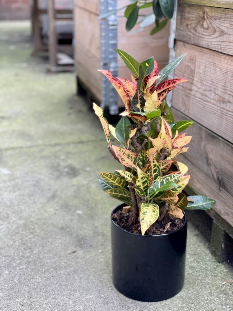Zdjęcie rośliny Codiaeum variegatum "Petra", ujęcie 2