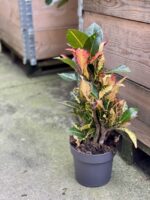 Zdjęcie rośliny Codiaeum variegatum "Petra", ujęcie 3