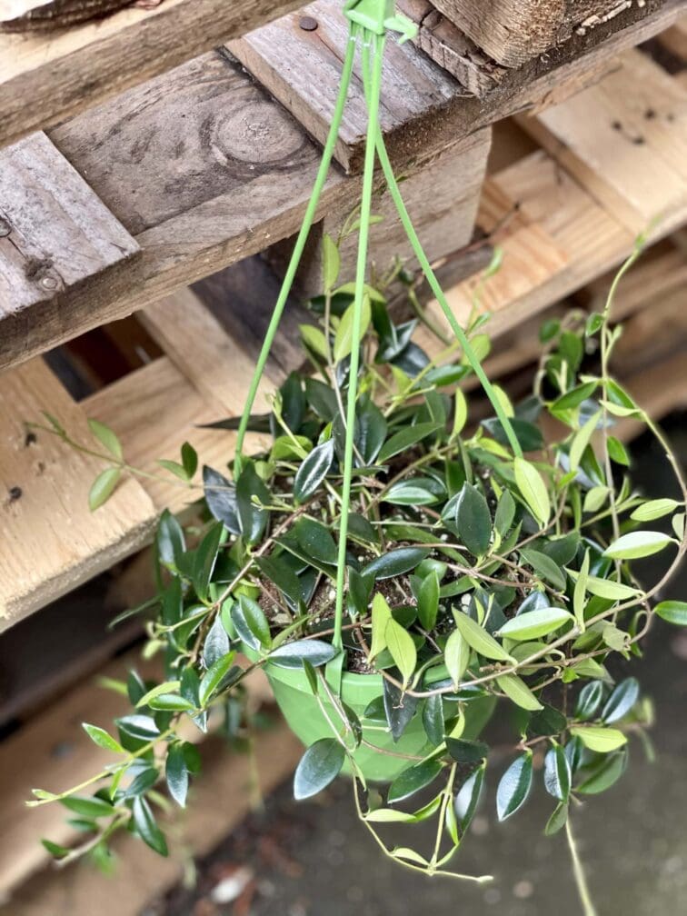 Zdjęcie rośliny Codonanthe crassifolia, ujęcie 1