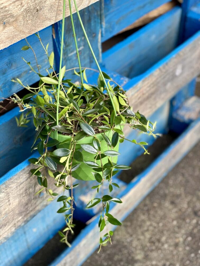 Zdjęcie rośliny Codonanthe crassifolia, ujęcie 2