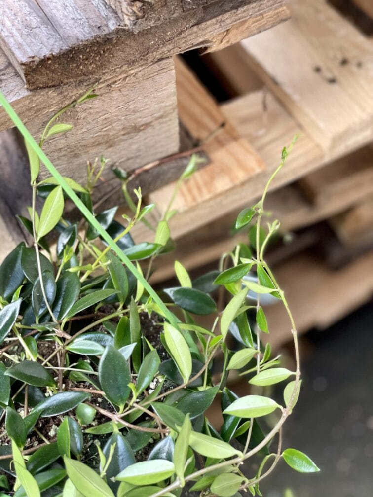 Zdjęcie rośliny Codonanthe crassifolia, ujęcie 3