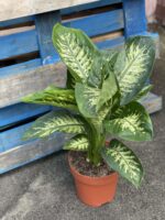 Zdjęcie rośliny Dieffenbachia Reeva, ujęcie 1
