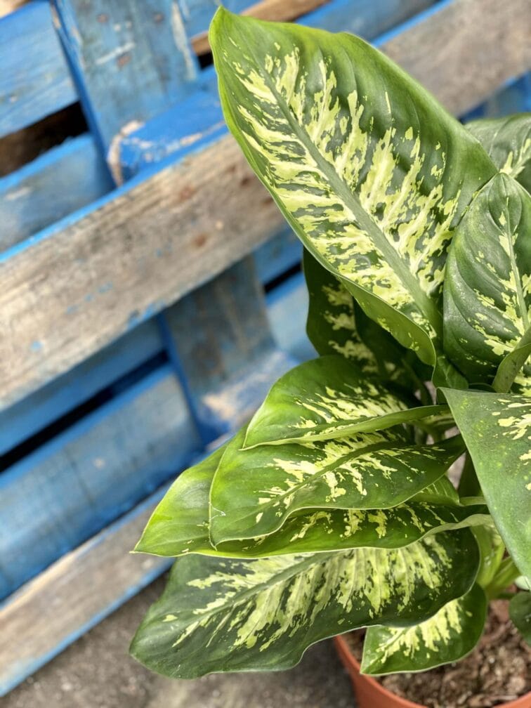 Zdjęcie rośliny Dieffenbachia Reeva, ujęcie 2