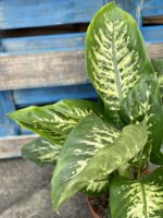 Zdjęcie rośliny Dieffenbachia Reeva, ujęcie 3