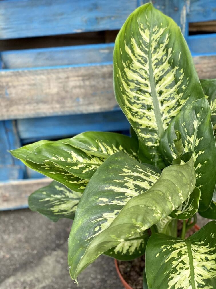 Zdjęcie rośliny Dieffenbachia Reeva, ujęcie 3