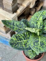 Zdjęcie rośliny Dieffenbachia Reflector, ujęcie 2