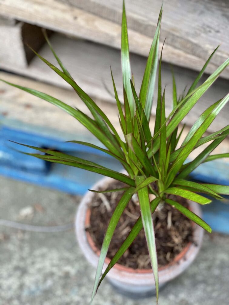 Zdjęcie rośliny Dracaena marginata bicolor (Dracena), ujęcie 2