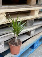 Zdjęcie rośliny Dracaena marginata bicolor (Dracena), ujęcie 3