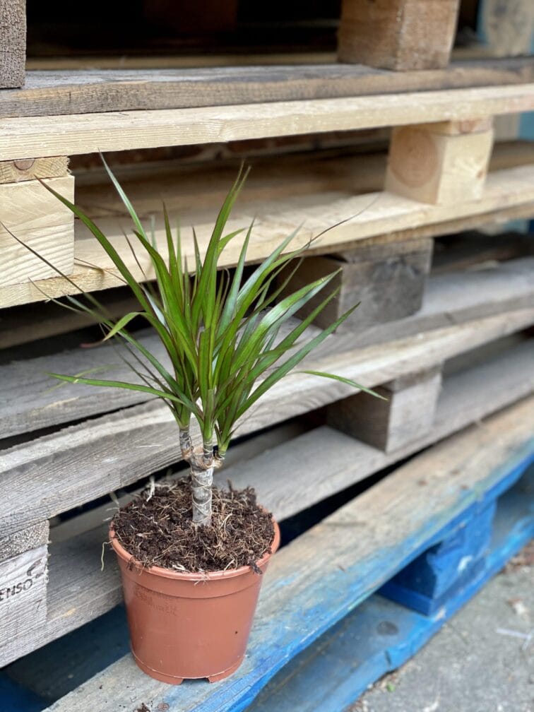 Zdjęcie rośliny Dracaena marginata bicolor (Dracena), ujęcie 3