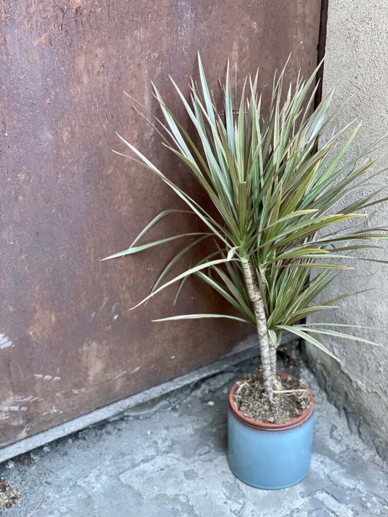 Zdjęcie rośliny Dracaena marginata bicolor (Dracena), ujęcie 1