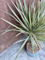 Zdjęcie rośliny Dracaena marginata bicolor (Dracena), ujęcie 2