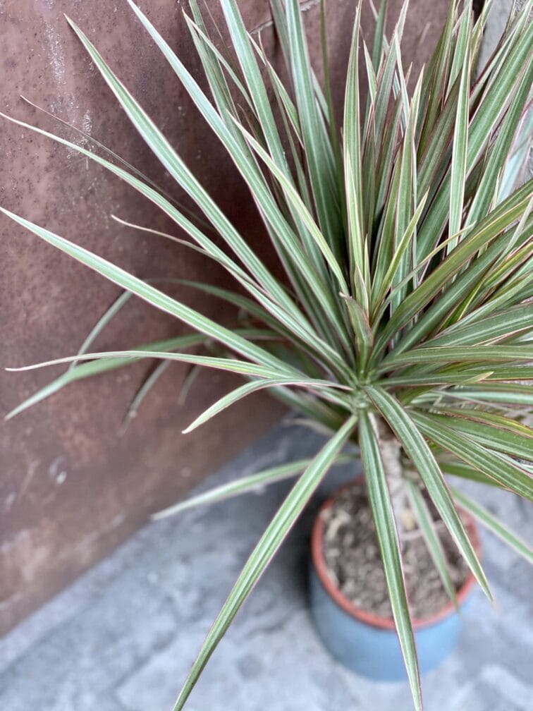 Zdjęcie rośliny Dracaena marginata bicolor (Dracena), ujęcie 2