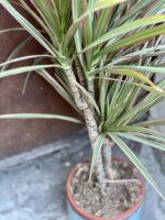 Zdjęcie rośliny Dracaena marginata bicolor (Dracena), ujęcie 3
