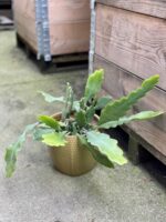 Zdjęcie rośliny Epiphyllum Bevertail, ujęcie 1