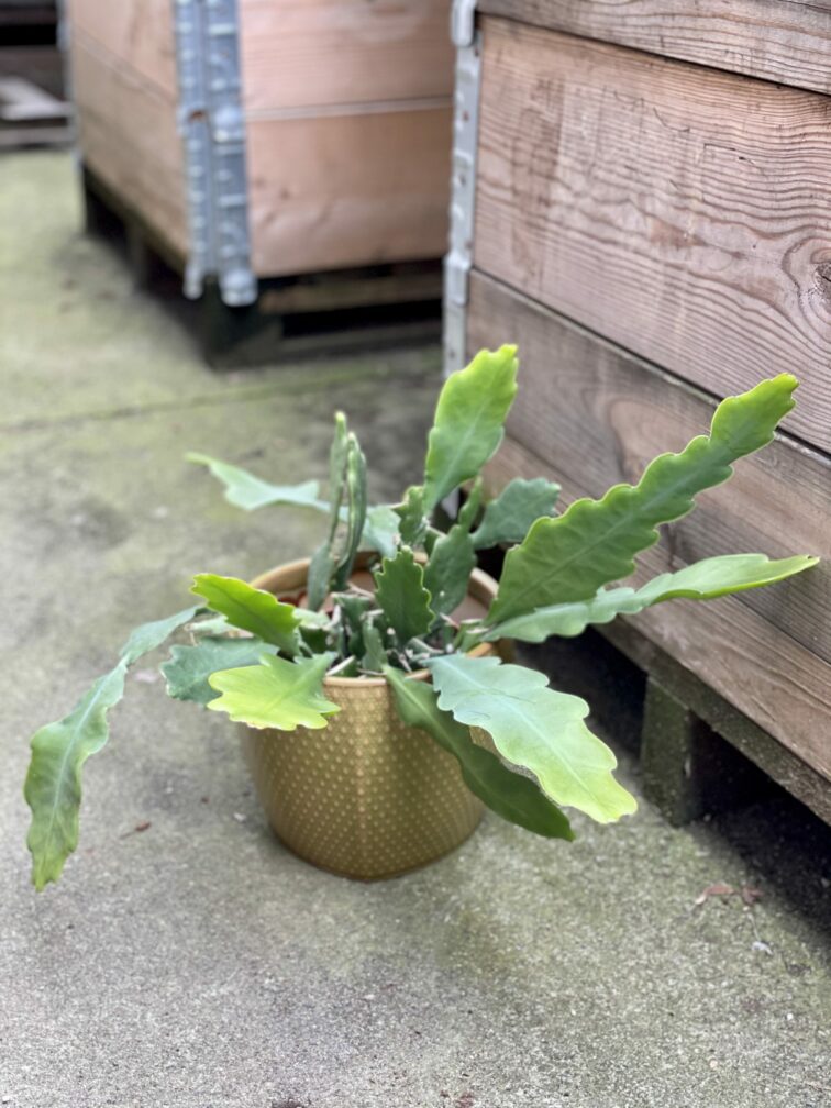 Zdjęcie rośliny Epiphyllum Bevertail, ujęcie 1