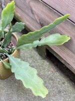 Zdjęcie rośliny Epiphyllum Bevertail, ujęcie 2
