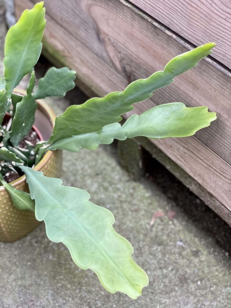 Zdjęcie rośliny Epiphyllum Bevertail, ujęcie 2