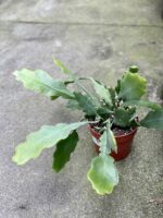 Zdjęcie rośliny Epiphyllum Bevertail, ujęcie 3