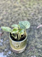 Zdjęcie rośliny Epipremnum Marble Queen, ujęcie 1