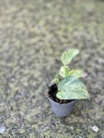 Zdjęcie rośliny Epipremnum Marble Queen, ujęcie 2