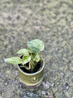 Zdjęcie rośliny Epipremnum Marble Queen, ujęcie 3