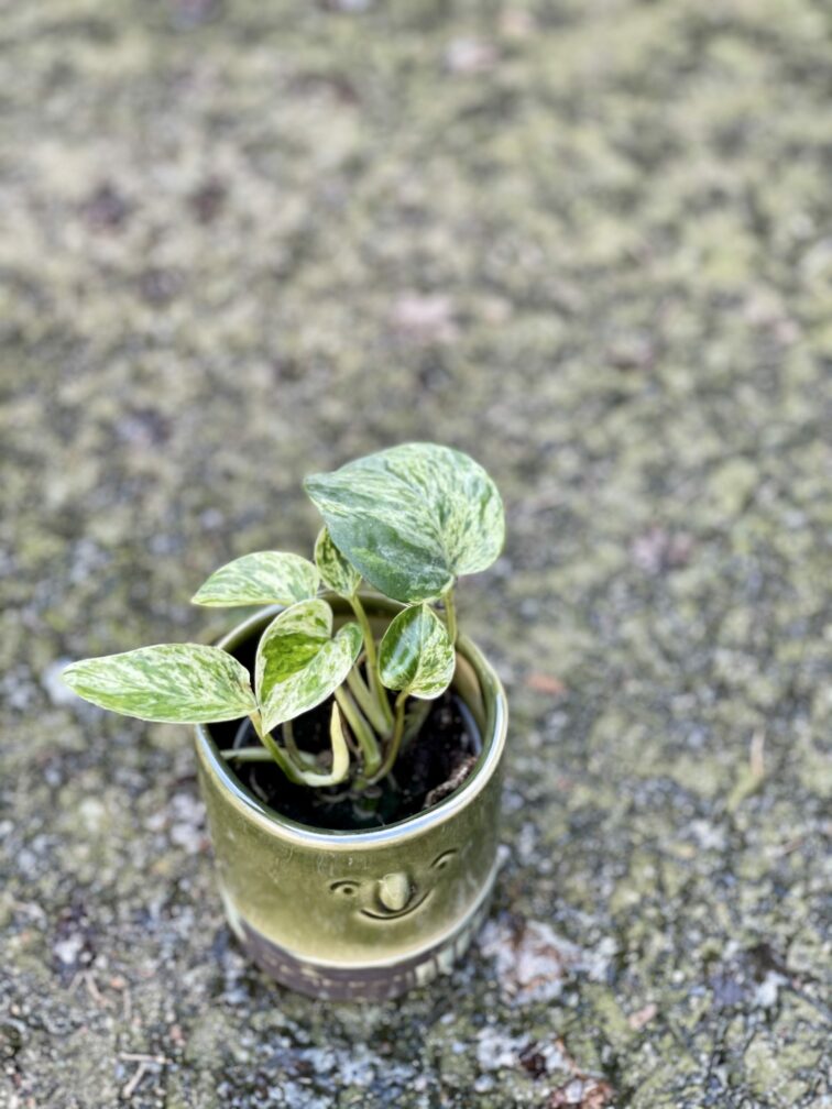 Zdjęcie rośliny Epipremnum Marble Queen, ujęcie 3