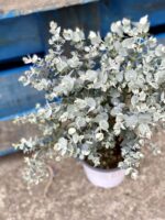 Zdjęcie rośliny Eucalyptus Gunnii (Eucaliptus), ujęcie 1