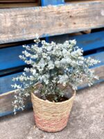 Zdjęcie rośliny Eucalyptus Gunnii (Eucaliptus), ujęcie 2
