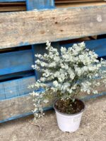 Zdjęcie rośliny Eucalyptus Gunnii (Eucaliptus), ujęcie 3