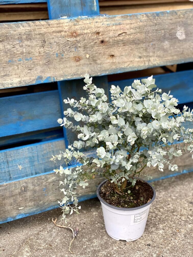 Zdjęcie rośliny Eucalyptus Gunnii (Eucaliptus), ujęcie 3