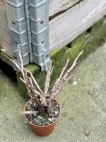 Zdjęcie rośliny Euphorbia platyclada, ujęcie 2