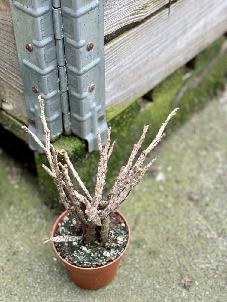 Zdjęcie rośliny Euphorbia platyclada, ujęcie 2
