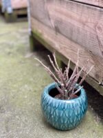 Zdjęcie rośliny Euphorbia platyclada, ujęcie 3