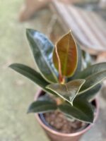Zdjęcie rośliny Ficus elastica Melany, ujęcie 1