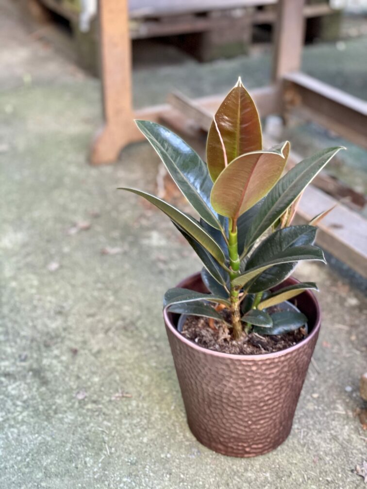 Zdjęcie rośliny Ficus elastica Melany, ujęcie 2