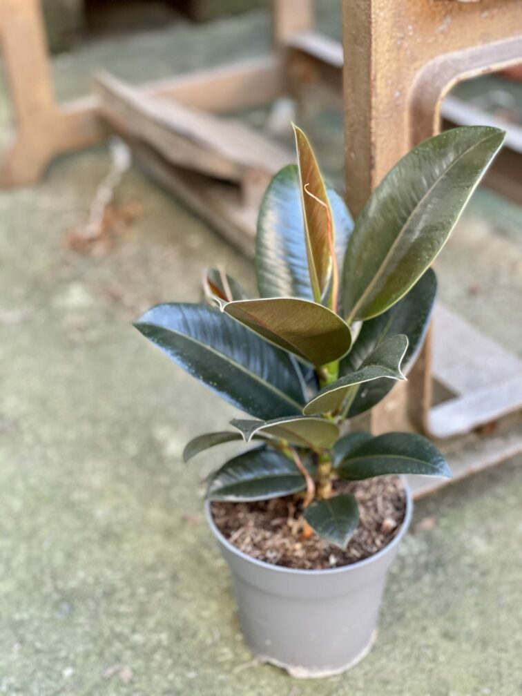 Zdjęcie rośliny Ficus elastica Melany, ujęcie 3
