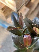 Zdjęcie rośliny Ficus elastica Melany, ujęcie 2