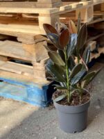 Zdjęcie rośliny Ficus elastica Melany, ujęcie 3