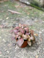 Zdjęcie rośliny Fittonia verschaffeltii Red Angel, ujęcie 1