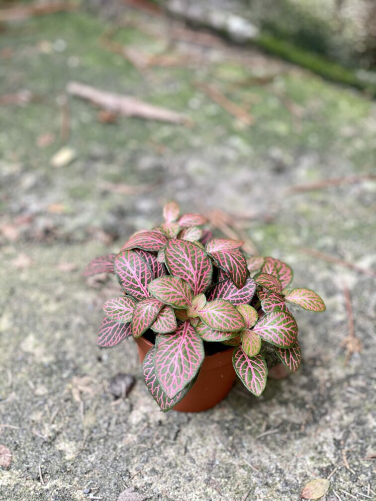 fittonia-verschaffeltii-red-angel_8x12-1_1614677522.jpg Zdjęcie rośliny Fittonia verschaffeltii Red Angel, ujęcie 1