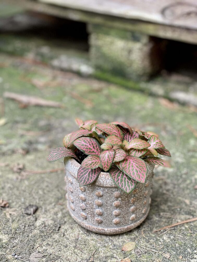 Zdjęcie rośliny Fittonia verschaffeltii Red Angel, ujęcie 2